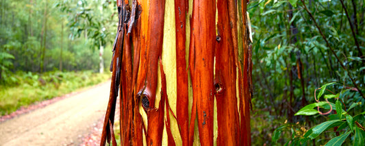 Red and orange bark peeling from a gum tree beside a forest track, Victoria - fine art photography print by Adam Gormley