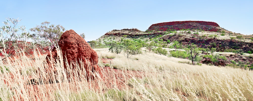 Termite mound and golden grass in the Hamersley Range, Pilbara, Western Australia - fine art photography print by Adam Gormley