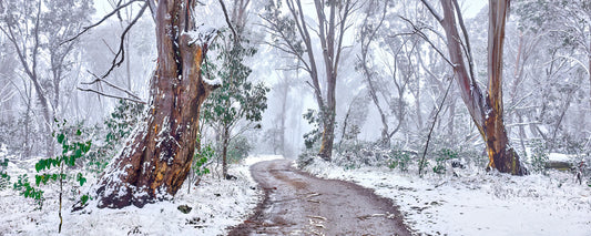Track winding through snow-covered gum trees in the Victorian High Country - fine art photography print by Adam Gormley