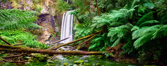 Hopetoun Falls framed by tree ferns in the Otway rainforest, Victoria - fine art photography print by Adam Gormley