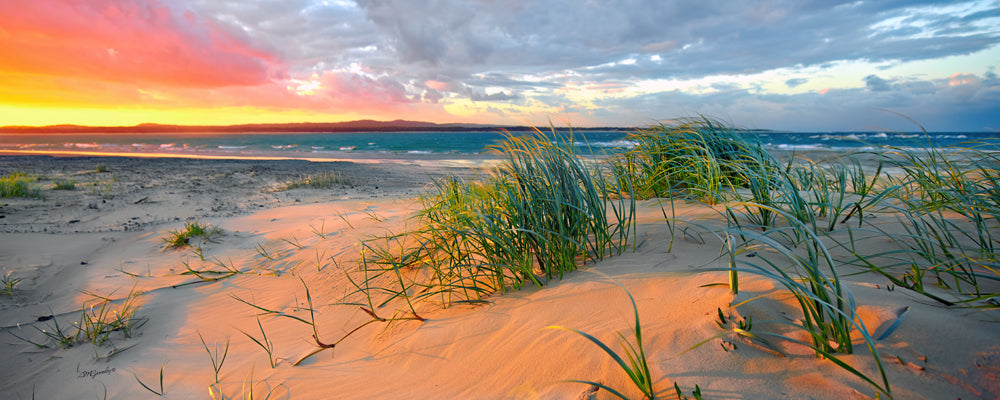 Dune grass glowing in warm light at Inskip Point, Queensland - fine art photography print by Adam Gormley