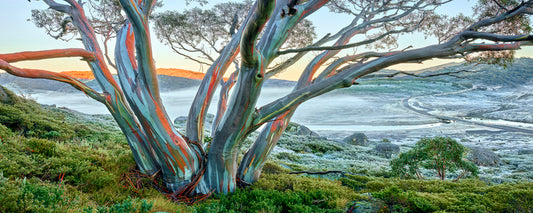 Snow Gum Glow