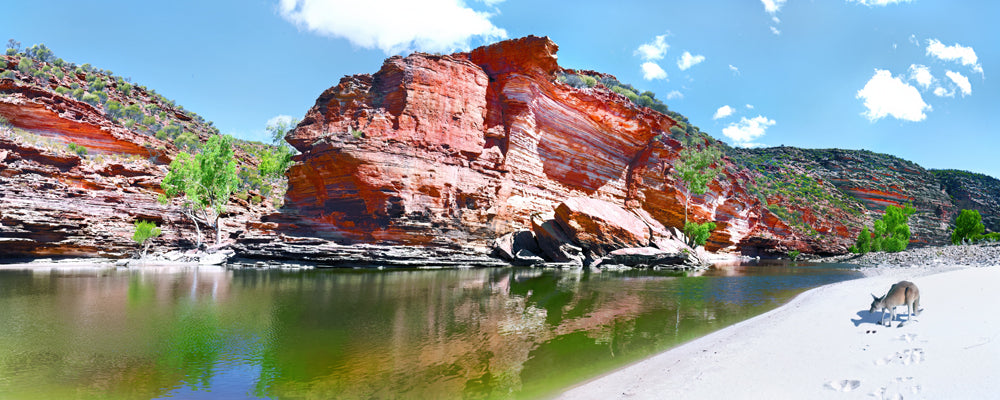 Kangaroo on the sand beside the Murchison River and red cliffs, Kalbarri National Park, Western Australia - fine art photography print by Adam Gormley
