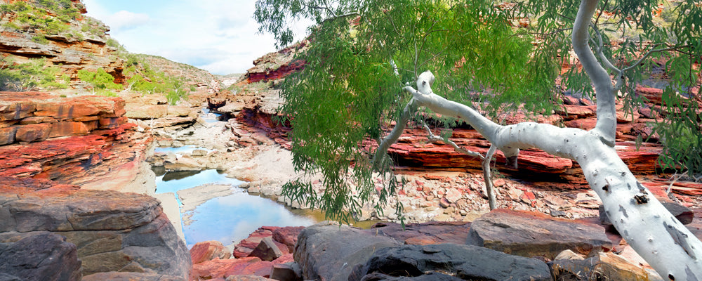 White river gum over red rock and river pools at Z Bend, Kalbarri National Park, Western Australia - fine art photography print by Adam Gormley