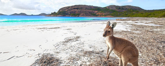 Kangaroo at Le Grand