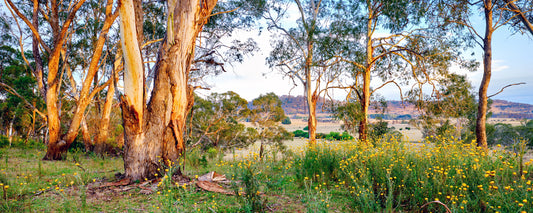 Golden light on gum trees and wildflowers near Maldon, Victoria - fine art photography print by Adam Gormley