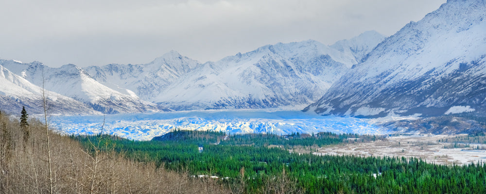 Matanuska Glacier flowing between snowy mountains into spruce forest, Alaska - fine art photography print by Adam Gormley