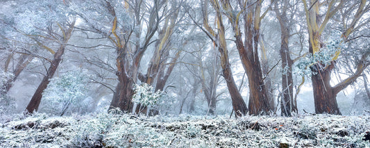 Frost-covered snow gums on Mt Buller, Victorian High Country - fine art photography print by Adam Gormley