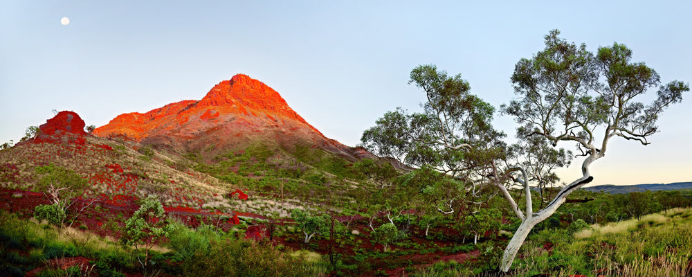 Sunrise on the red peak of Mount Nameless with a snappy gum, Tom Price, Pilbara, Western Australia - fine art photography print by Adam Gormley