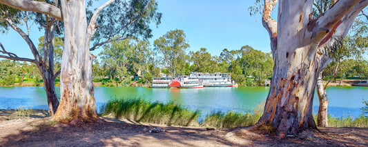 Paddle steamers on the Murray River between old river red gums, Victoria - fine art photography print by Adam Gormley