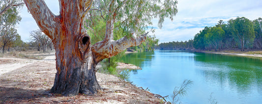 Gnarled old river red gum on the bank of the Murray River, Victoria - fine art photography print by Adam Gormley