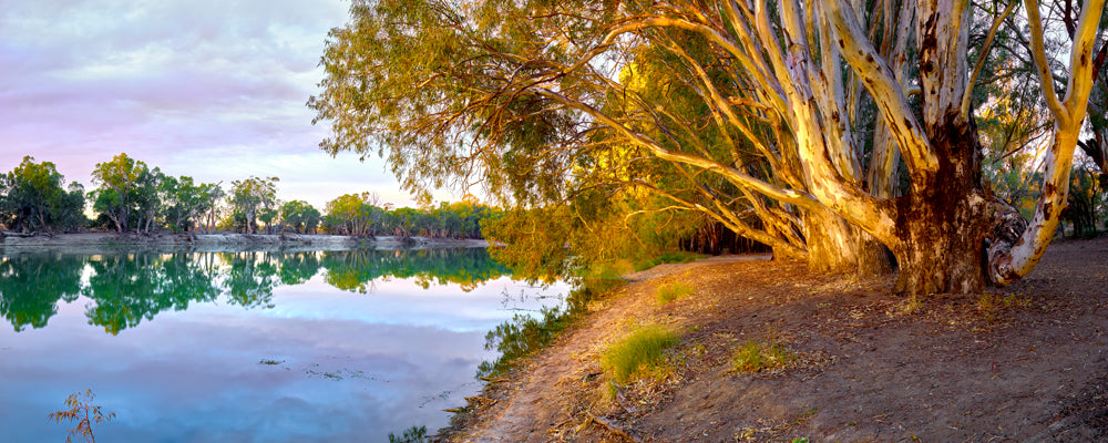 Warm light on a huge river red gum beside the Murray River, Victoria - fine art photography print by Adam Gormley