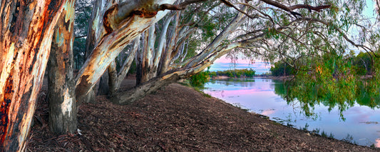 River red gums over the Murray River under a pastel morning sky, Victoria - fine art photography print by Adam Gormley