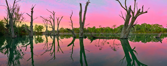 Dead river red gums reflected in still water under a pink sky, Murray River, Victoria - fine art photography print by Adam Gormley