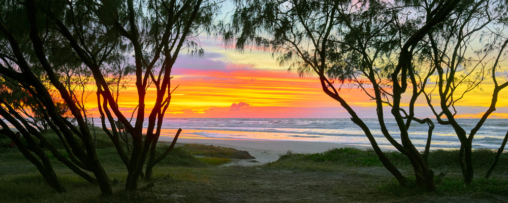 She-oaks silhouetted against an orange sunrise on Noosa North Shore, Queensland - fine art photography print by Adam Gormley