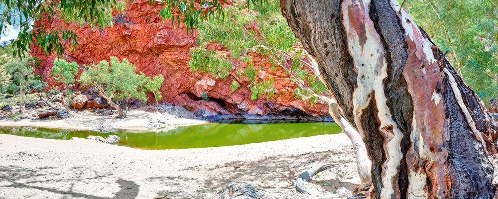 Ancient river gum trunk framing the waterhole at Ormiston Gorge, West MacDonnell Ranges, Northern Territory - fine art photography print by Adam Gormley