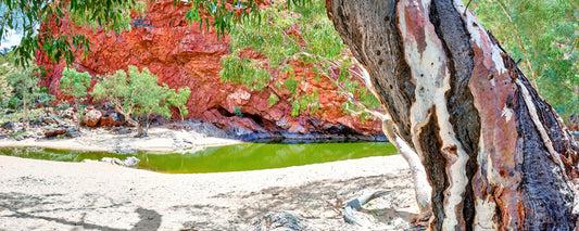 Ancient river gum trunk framing the waterhole at Ormiston Gorge, West MacDonnell Ranges, Northern Territory - fine art photography print by Adam Gormley