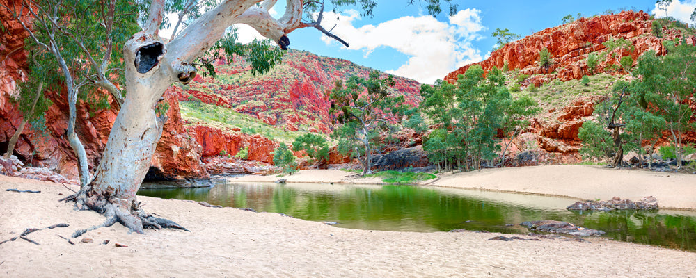 Ghost gum beside the waterhole at Ormiston Gorge, West MacDonnell Ranges, Northern Territory - fine art photography print by Adam Gormley