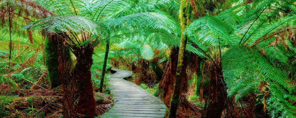 Boardwalk winding through tree ferns in the Otway rainforest, Victoria - fine art photography print by Adam Gormley