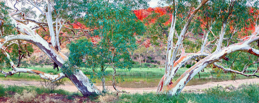 Two white-trunked gum trees beside a creek below red cliffs, Central Australia, Northern Territory - fine art photography print by Adam Gormley