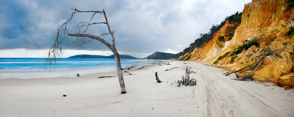 Dead trees on the beach below coloured sand cliffs under a stormy sky, Rainbow Beach, Queensland - fine art photography print by Adam Gormley