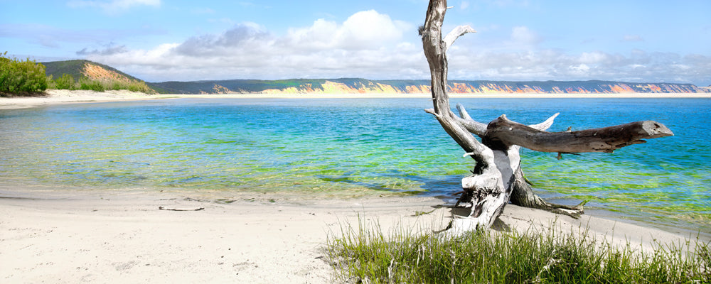 Bleached driftwood beside turquoise water with coloured sand cliffs, Rainbow Beach, Queensland - fine art photography print by Adam Gormley