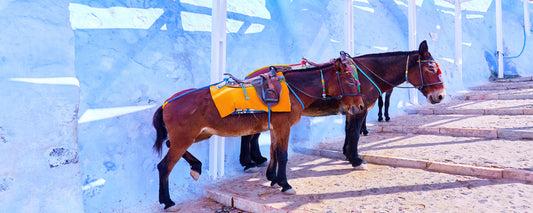 Santorini Donkeys