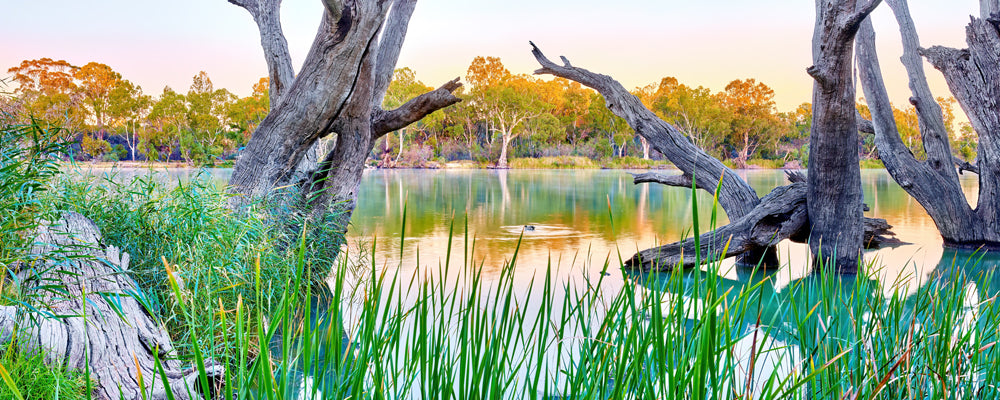 Weathered river red gums among reeds in a wetland near Swan Hill, Victoria - fine art photography print by Adam Gormley