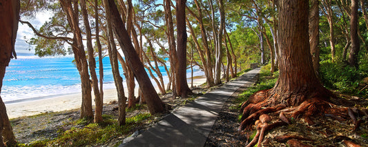 Walk through the Tea tree