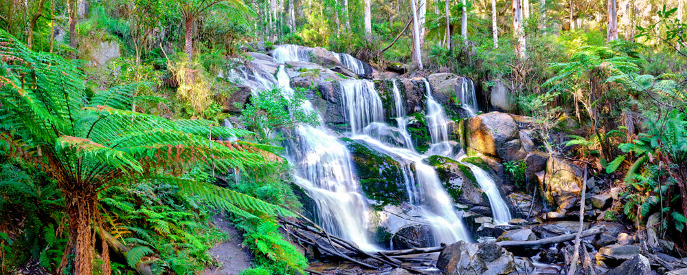 Toorongo Falls tumbling over mossy boulders among tree ferns near Noojee, Victoria - fine art photography print by Adam Gormley