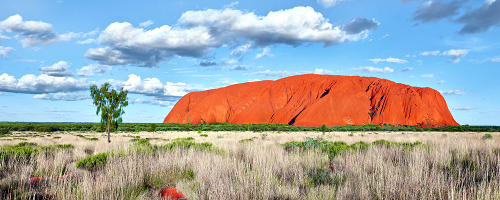 Uluru under a blue sky with a desert oak, Uluru-Kata Tjuta National Park, Northern Territory - fine art photography print by Adam Gormley