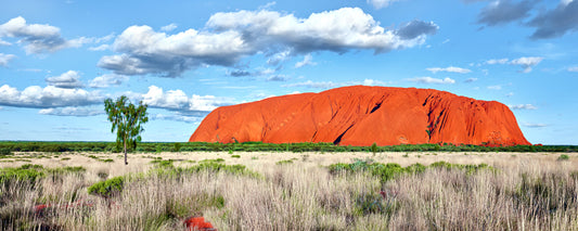 Uluru under a blue sky with a desert oak, Uluru-Kata Tjuta National Park, Northern Territory - fine art photography print by Adam Gormley