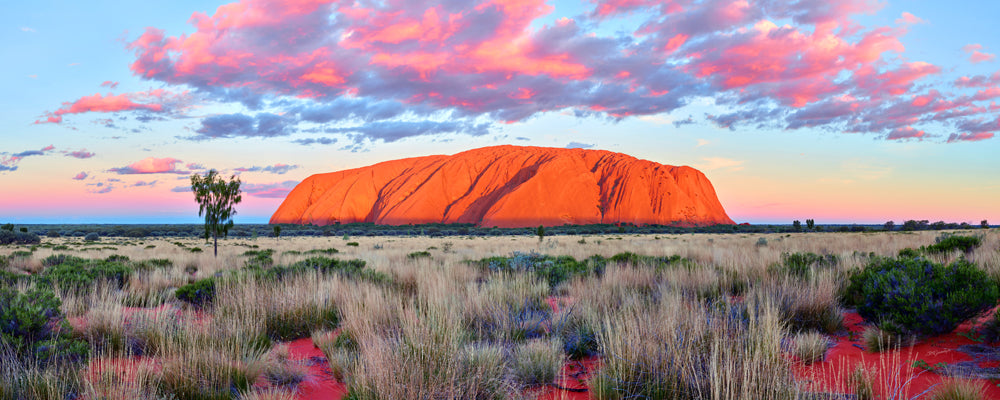 Uluru glowing orange at sunset under pink clouds, Northern Territory - fine art photography print by Adam Gormley