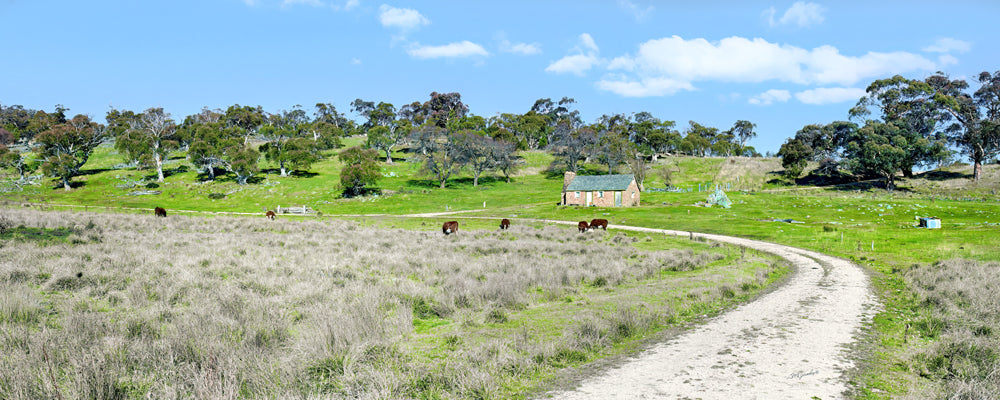 Dirt track through green paddocks to a small farm cottage, country Victoria - fine art photography print by Adam Gormley