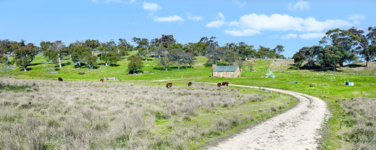 Dirt track through green paddocks to a small farm cottage, country Victoria - fine art photography print by Adam Gormley