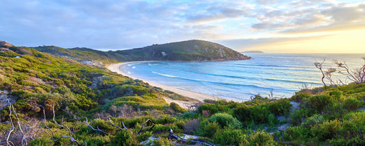 Evening light over coastal heath and a curving beach, Wilsons Promontory, Victoria - fine art photography print by Adam Gormley