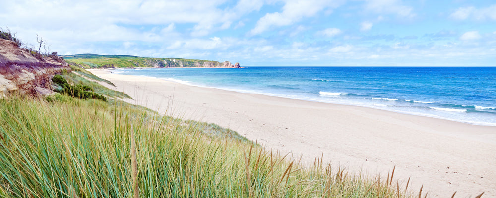 Dune grass and the long sweep of Woolamai Beach, Phillip Island, Victoria - fine art photography print by Adam Gormley